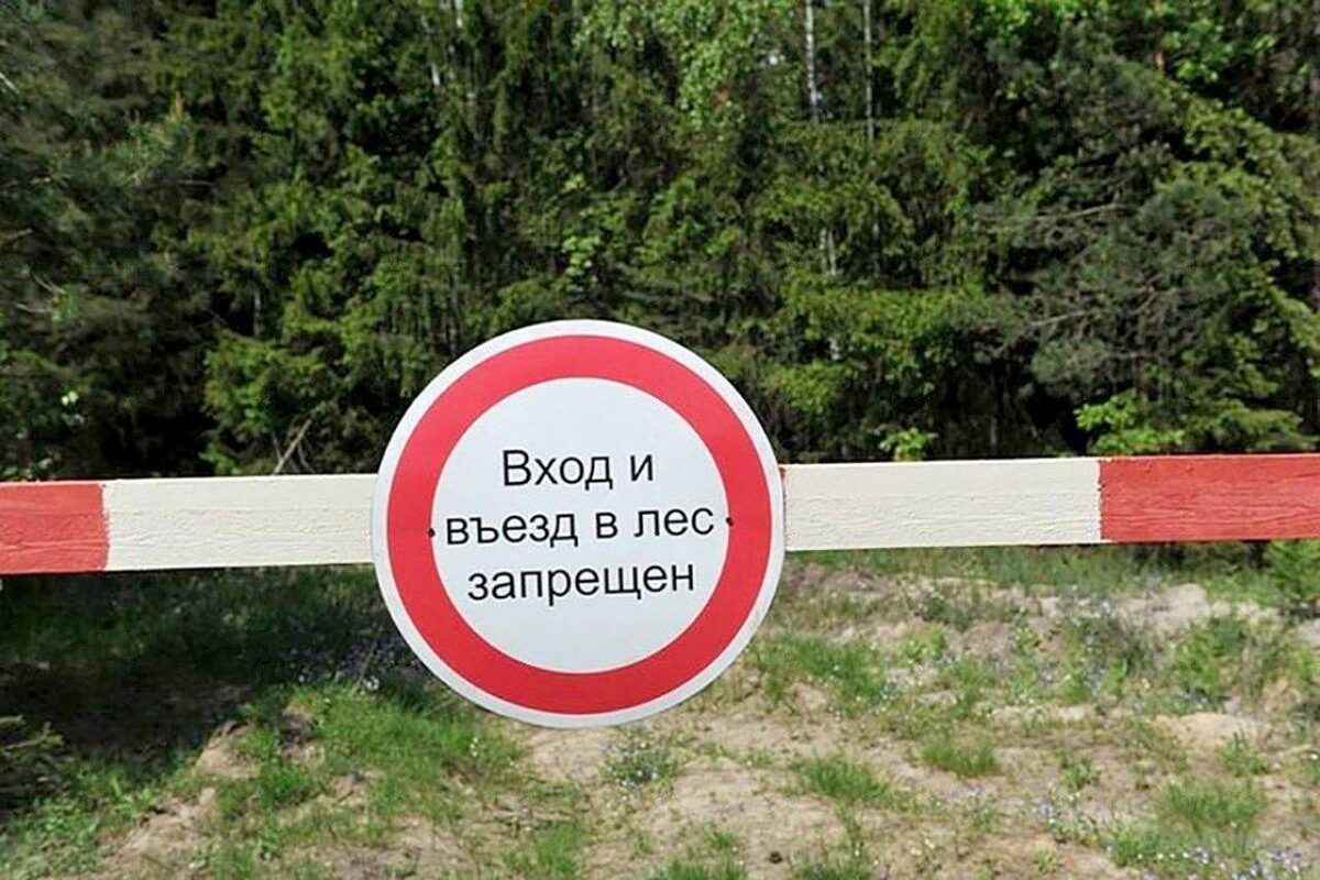 Ограничения на посещение лесов действуют в 31 районе Беларуси