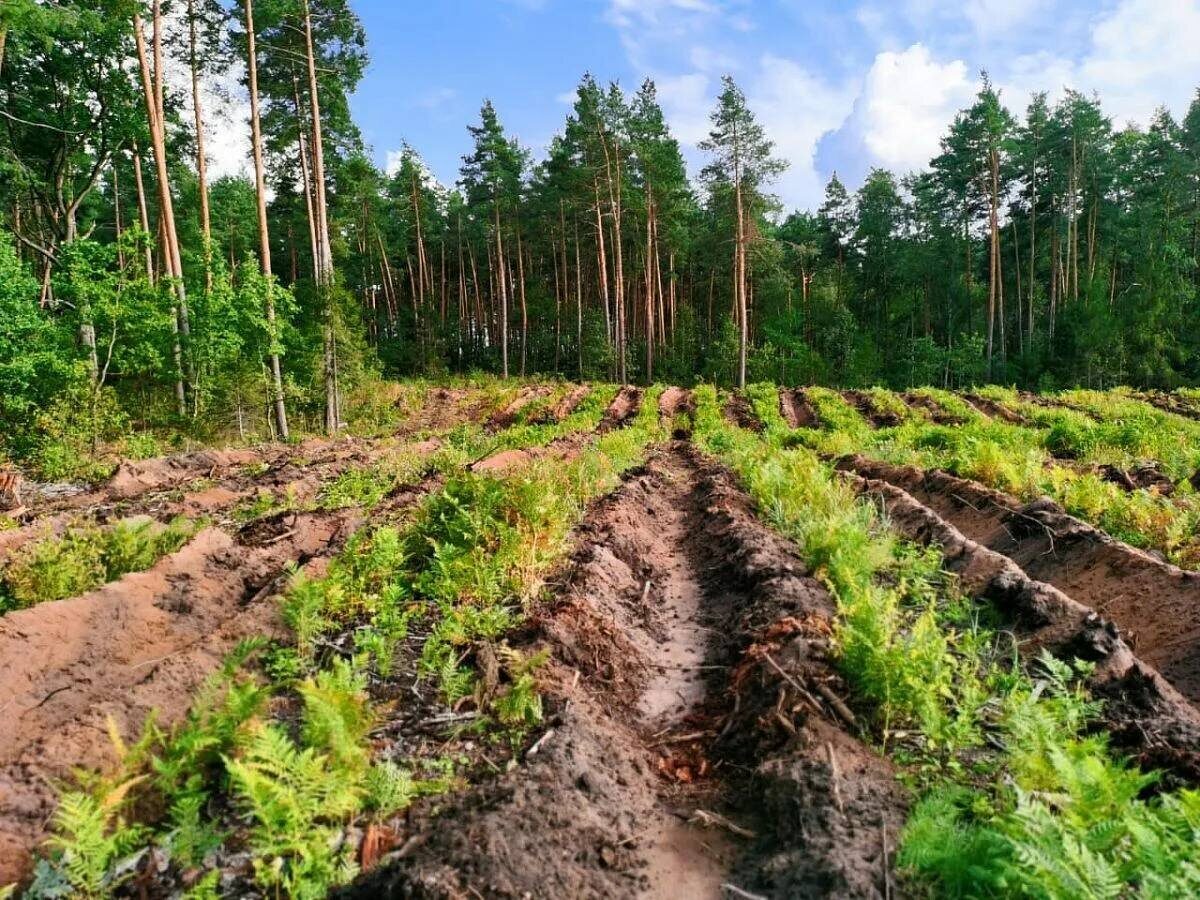 В Беларуси начался сезон весенней посадки леса.