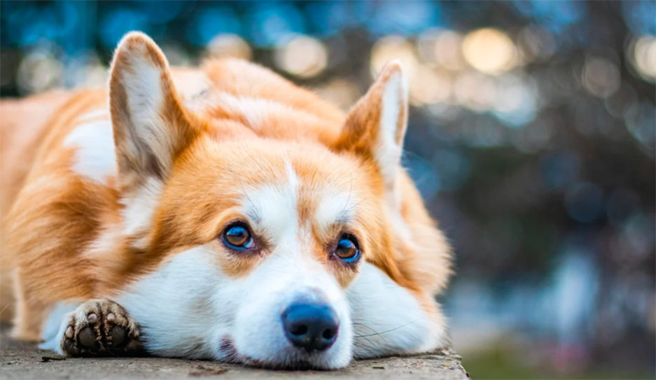 Что делать, если собака отравилась — советы ветеринара
