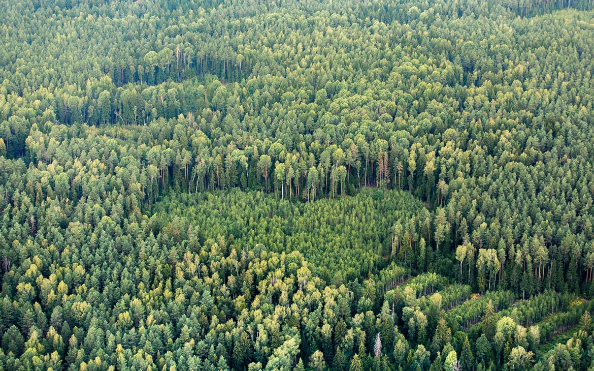 Ограничения на посещение лесов действуют в 11 районах Беларуси