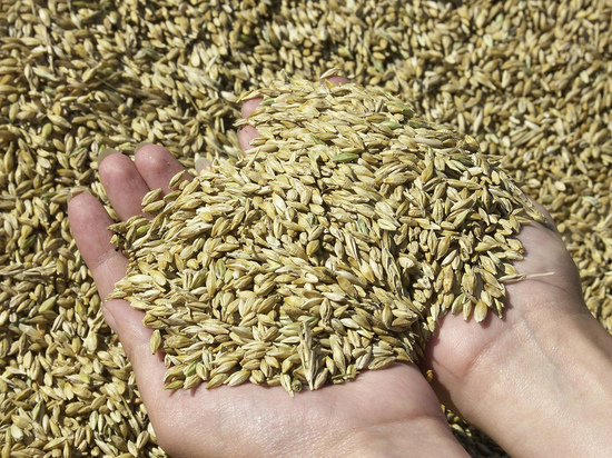 Литва возобновила закупки зерна из России