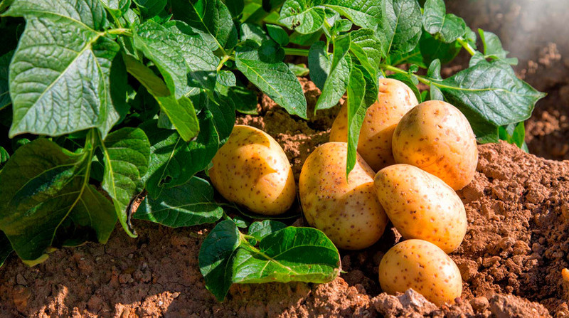 В Беларуси начали посадку картофеля и овощей