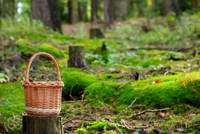 Ограничения на посещение лесов сняты во многих районах Беларуси