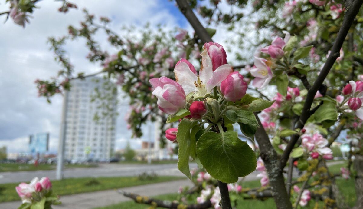 Погода на выходные: ночью – заморозки, днем до +20°С
