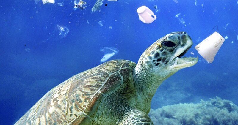 В Японии создали быстроразлагаемый в морской воде пластик