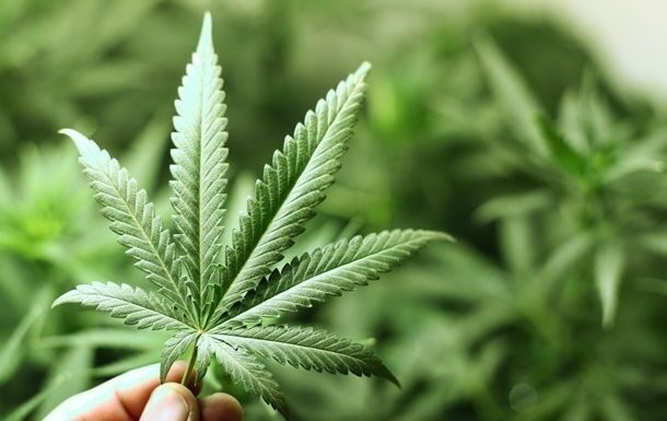 В Бобруйске муж и жена хранили дома более 500 граммов марихуаны