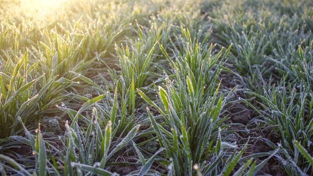 Белгидромет: в ближайшее время холодная погода замедлит вегетацию сельхозкультур