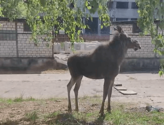 На Шинной, возле института, сегодня гулял лось