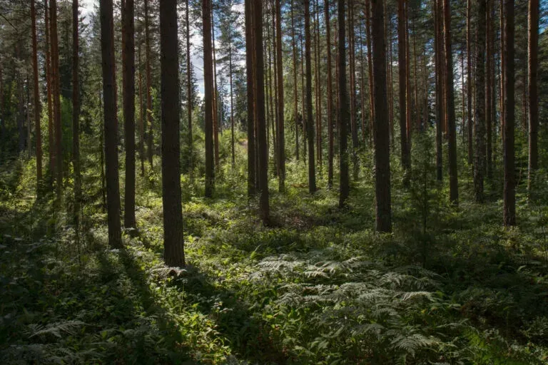 Только в двух районах Беларуси не ограничено посещение лесов