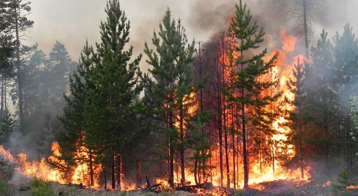 В Беларуси за сутки потушили четыре лесных пожара