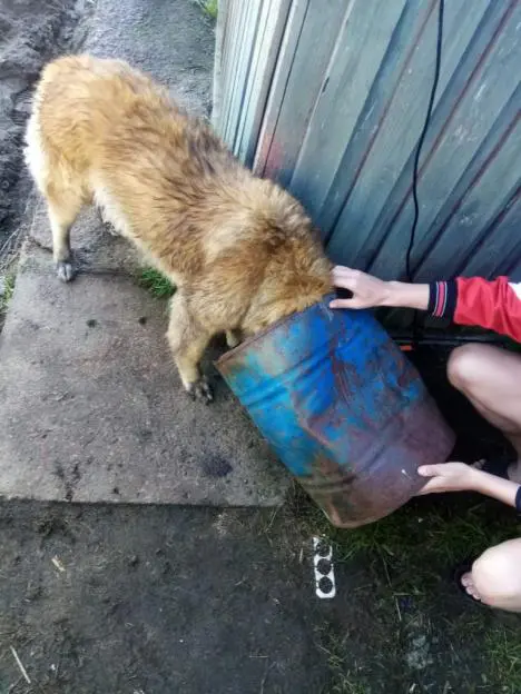 В Бобруйском районе собака засунула голову в отверстие в бочке и застряла — помогли спасатели