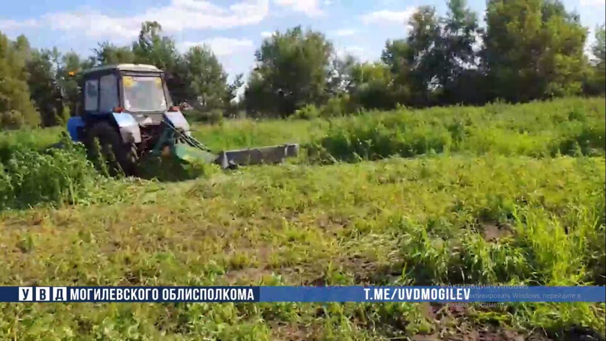 Около тонны незаконных посевов конопли уничтожили бобруйские правоохранители