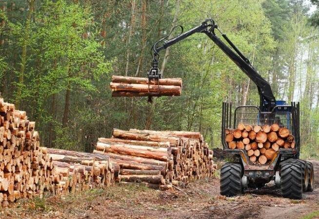 КГК была установлена недостача при заготовке древесины