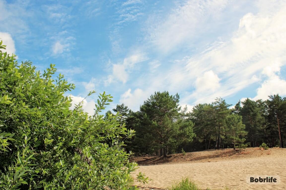 Сколько фотоловушек в бобруйских лесах