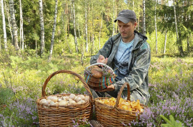 Можно ли собирать ягоды и грибы в наших лесах?