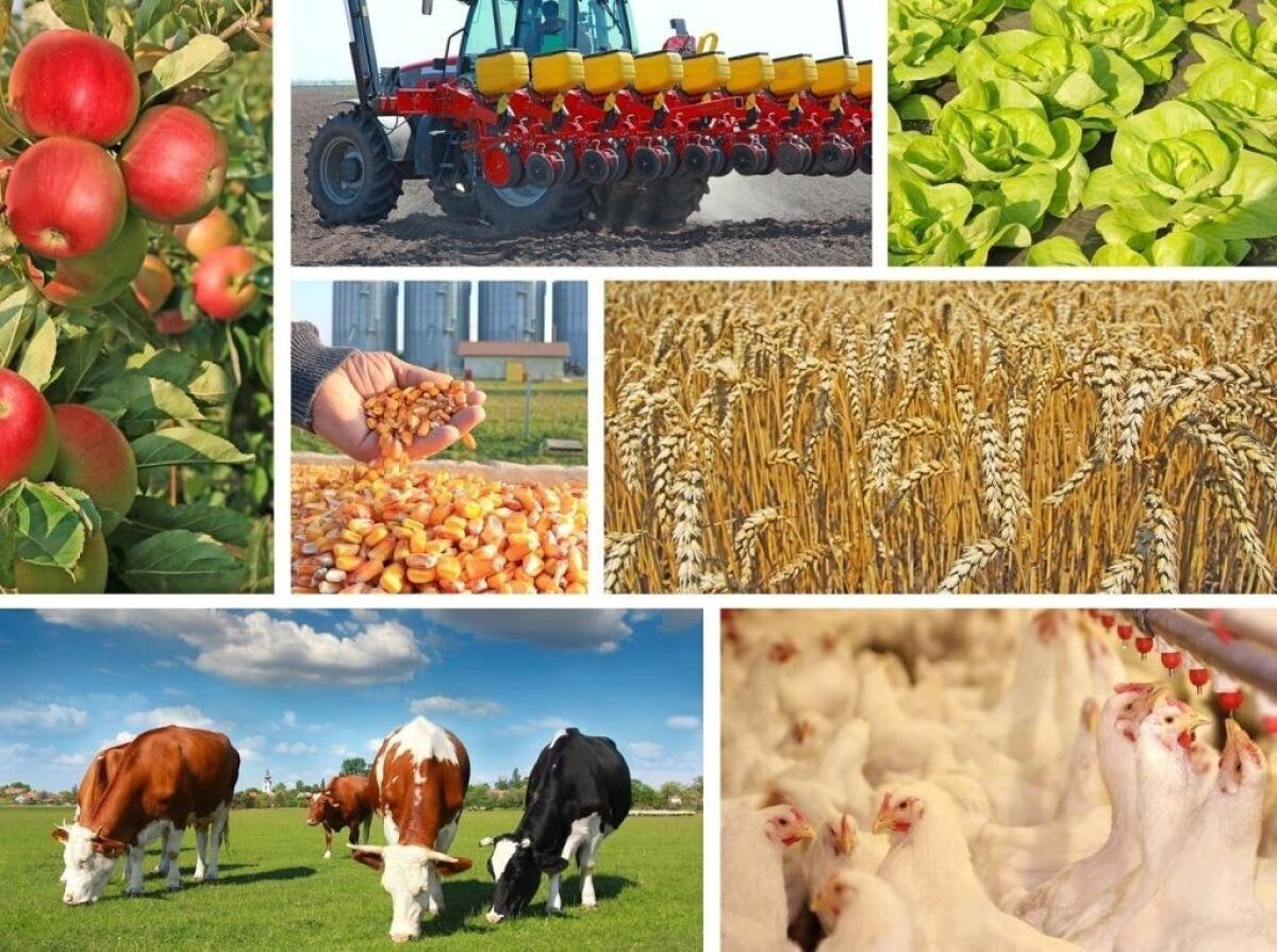 Объемы производства валовой продукции сельского хозяйства за первое полугодие увеличены на 10,2%