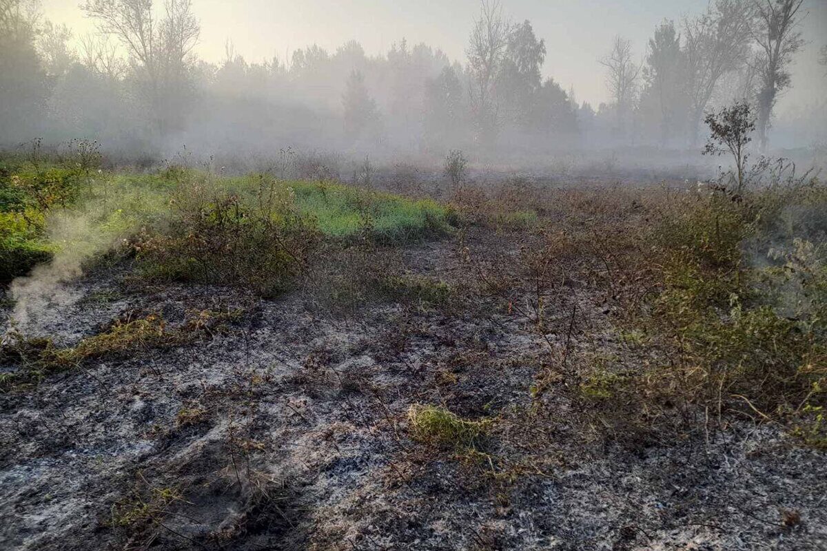 Лесной пожар потушили в Бобруйском лесхозе