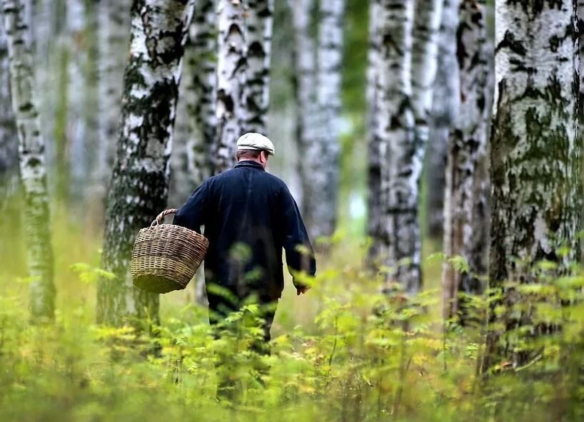 Можно ли сейчас в лес? Поясняют спасатели