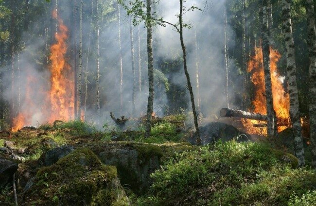 «Лесной страж» зафиксировал пожар