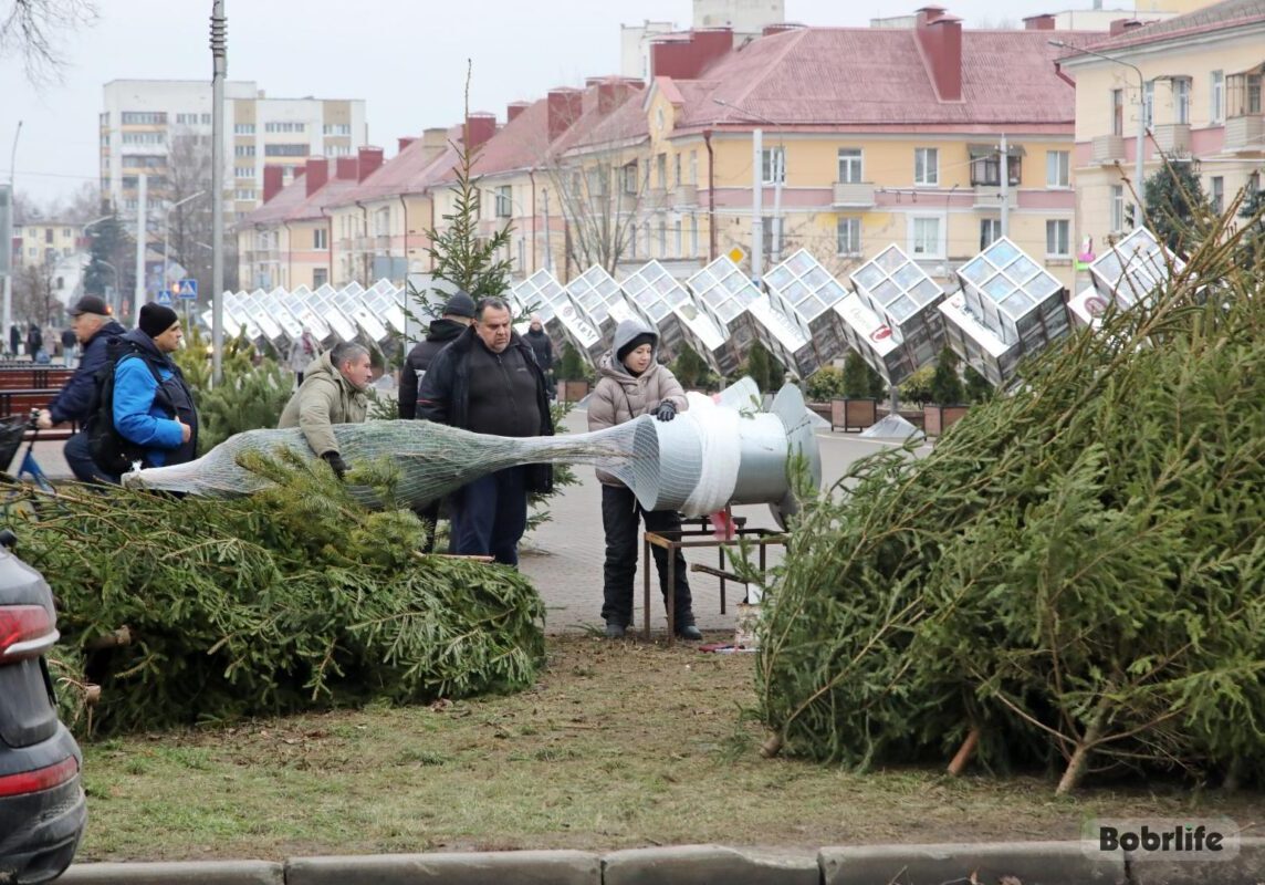 Рассказываем, где в Бобруйске можно купить елку. И показываем на кадастровой карте