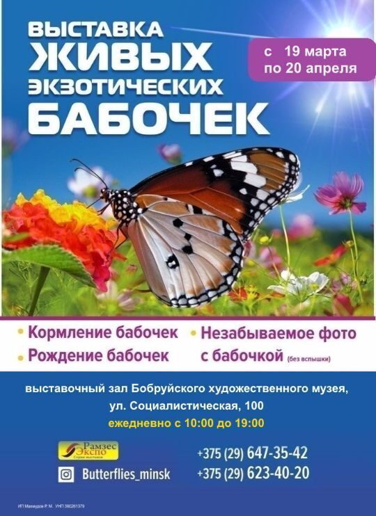 Воздушная выставка. В Бобруйске представлена экспозиция живых экзотических бабочек
