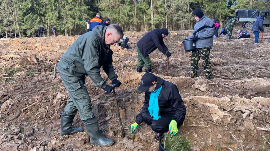 Больше 6,2 тыс. деревьев высадили сотрудники Управделами Президента к 80-летию Победы