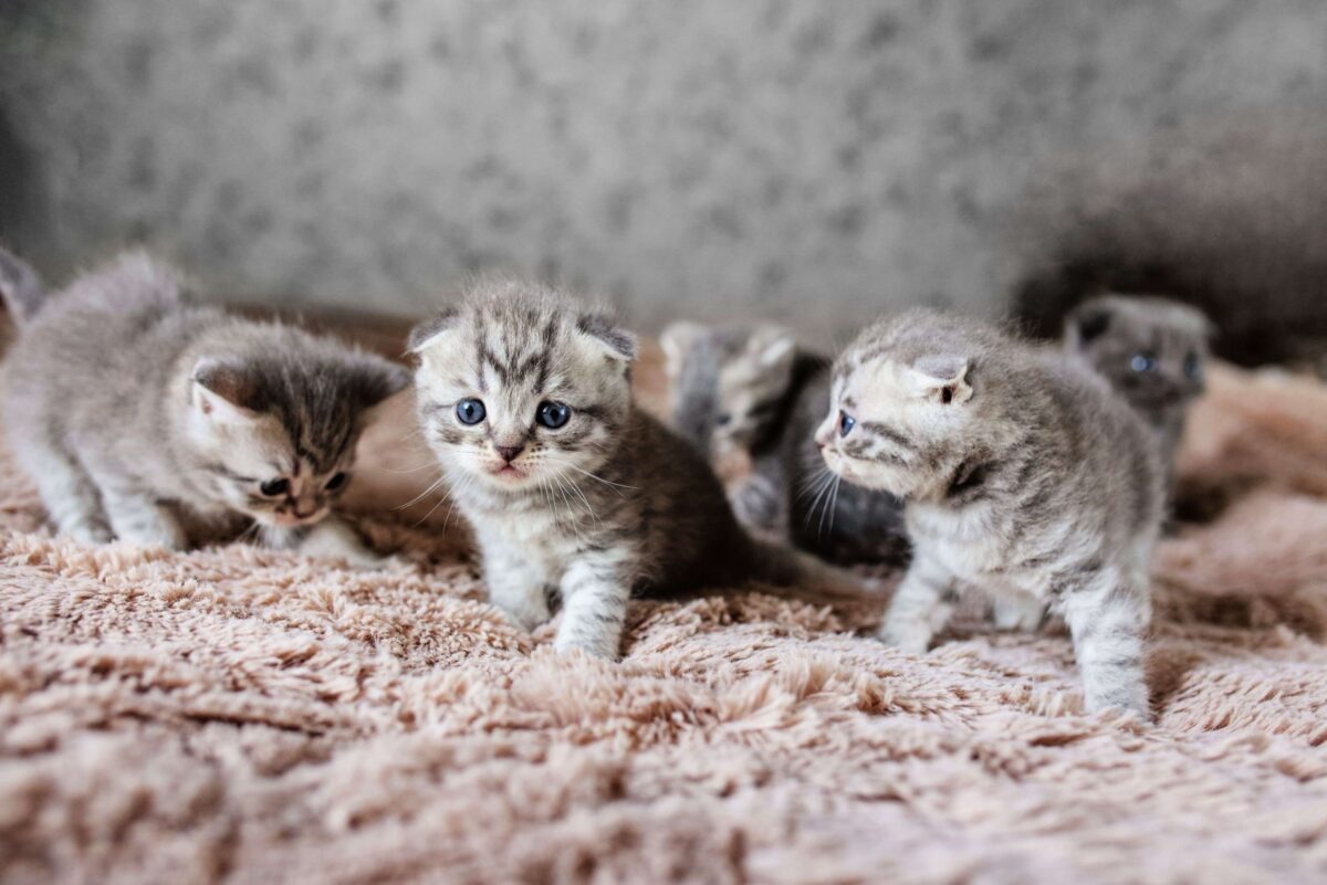 Спасатели помогли котятам в Бобруйске