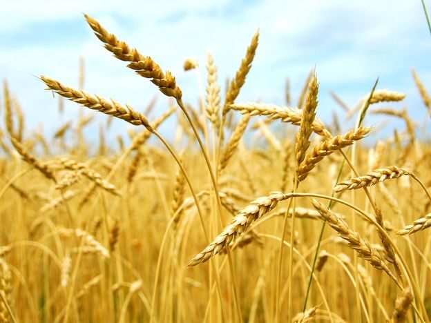 В Беларуси убрали почти 20% зерновых и зернобобовых культур