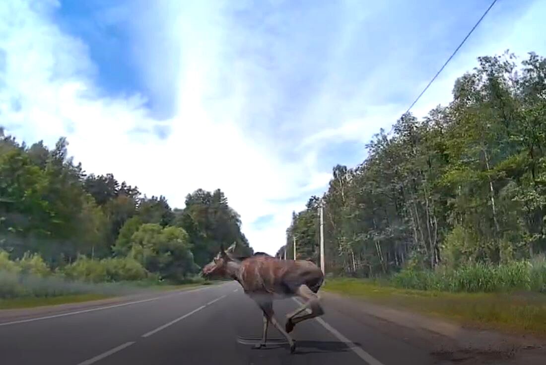 На выезде из Бобруйска снова замечен лось. Будьте предельно внимательны и осторожны