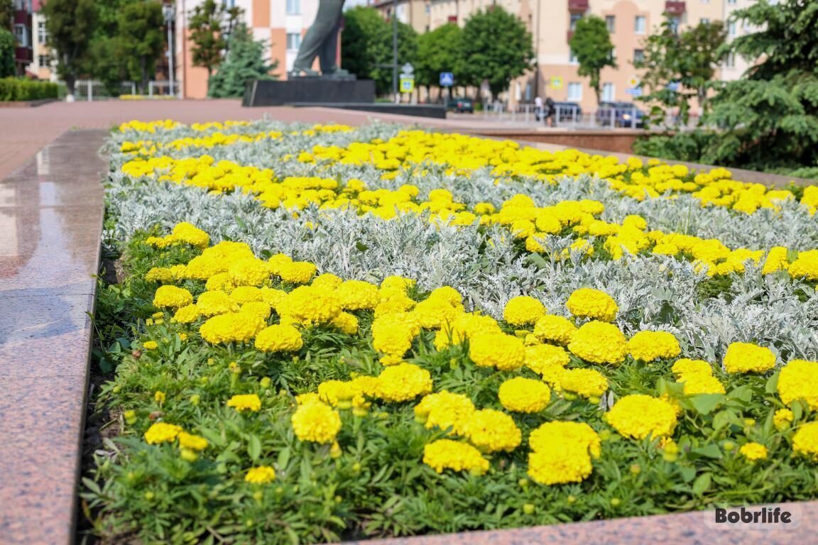 Прогноз погоды. Что ожидается в Бобруйске