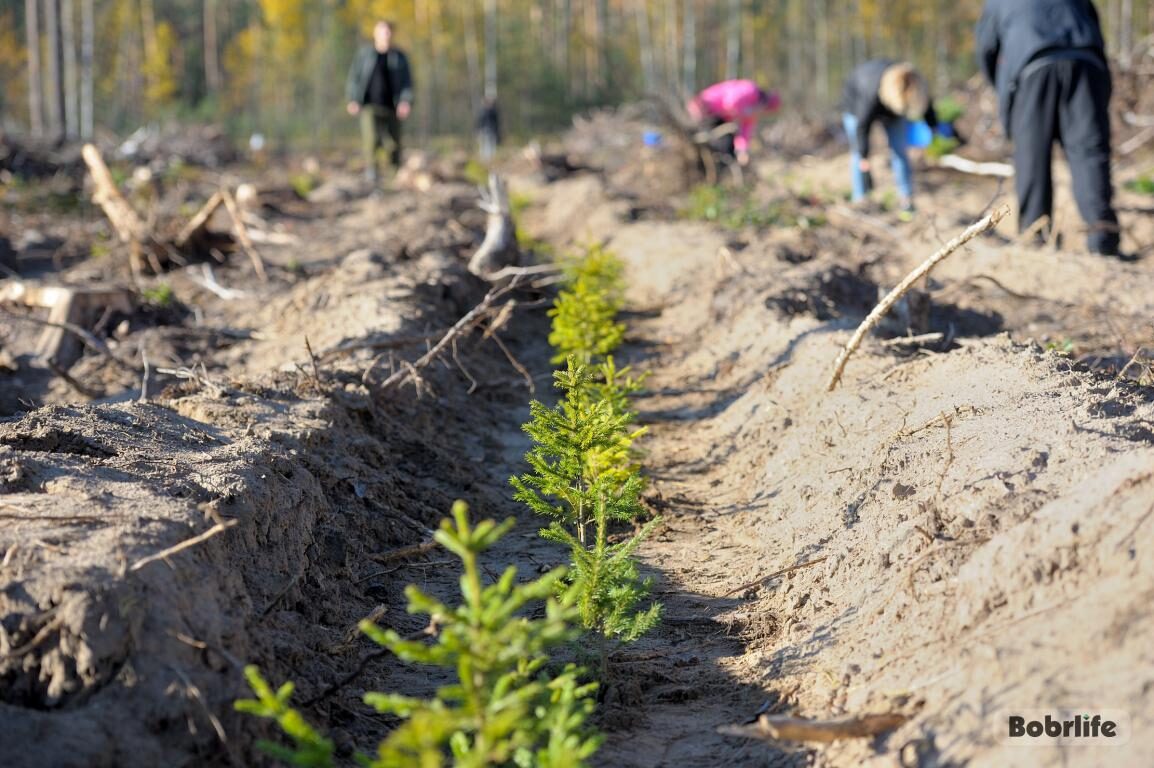 В Беларуси стартовала акция «Дай лесу новае жыццё»
