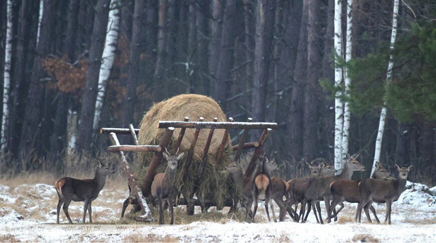 В Беловежской пуще начали сезон подкормки животных. Что в меню?