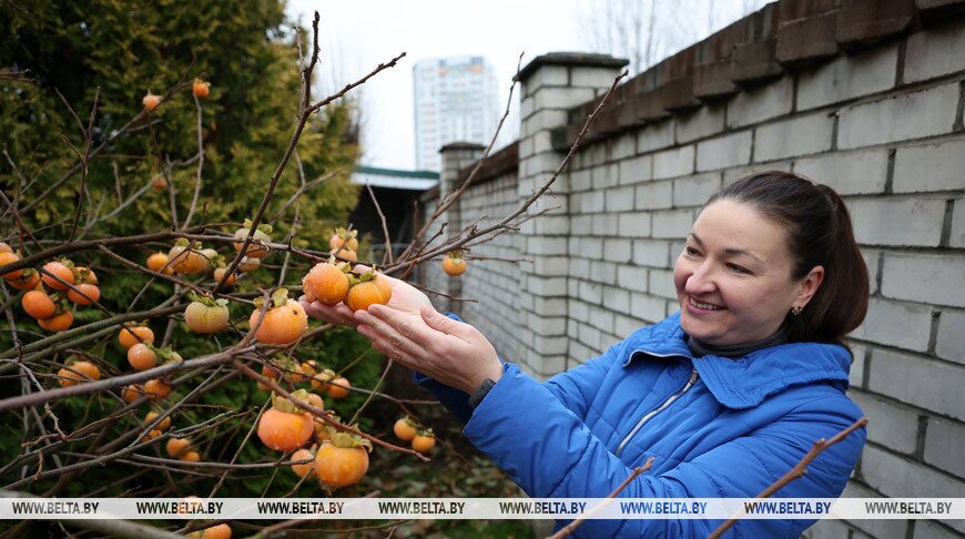 Как белоруска из Бобруйска «приручила» хурму? Узнали секреты рекордного урожая