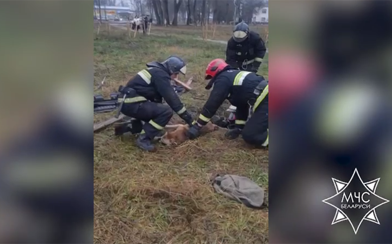 Спасатели в Бобруйске помогли псу выбраться из люка
