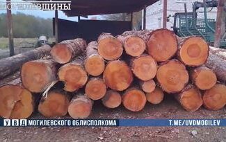 «Лесной бизнес»: в Бобруйске подельники украли древесину