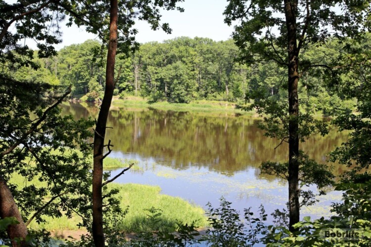 Где можно парковать автомобиль в водоохранных зонах, рассказали в Бобруйской горрайинспекции природных ресурсов и охраны окружающей среды