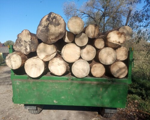 Лес как свой. В отношении лесничего возбуждено уголовное дело