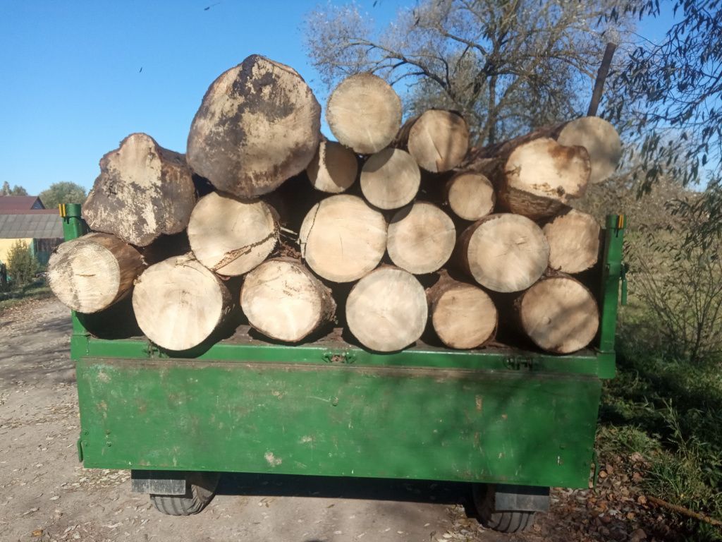 Лес как свой. В отношении лесничего возбуждено уголовное дело