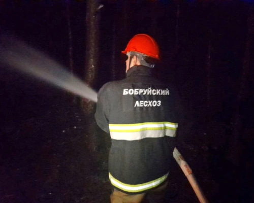 Оперативно сработали. Предотвращен пожар в лесу под Бобруйском