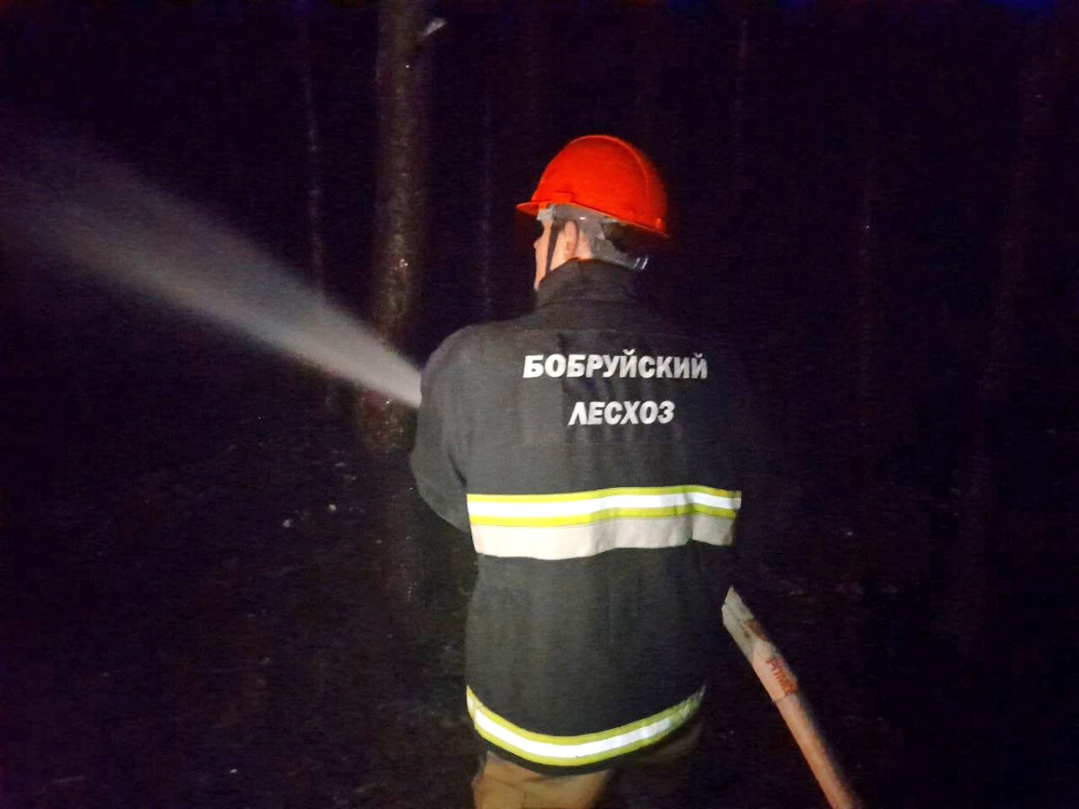 Оперативно сработали. Предотвращен пожар в лесу под Бобруйском