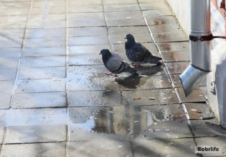 Прогноз погоды на неделю.  Могилевская область