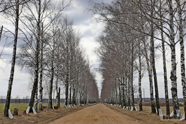 Без вреда и штрафов. В Бобруйском лесхозе рассказали, как собирать березовый сок без нарушения законодательства