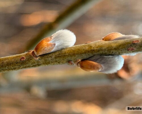 Погода на 23 марта: синоптики рассказали, сколько солнца и осадков ожидается в Могилевской области