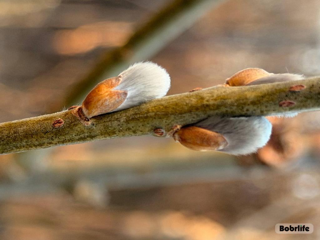 Погода на 23 марта: синоптики рассказали, сколько солнца и осадков ожидается в Могилевской области
