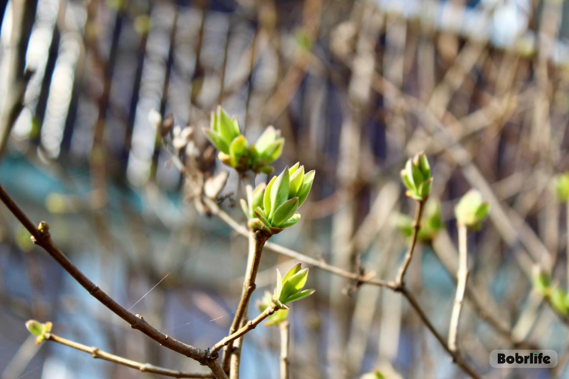 Народные приметы на 1 апреля. Что можно и нельзя делать в этот день