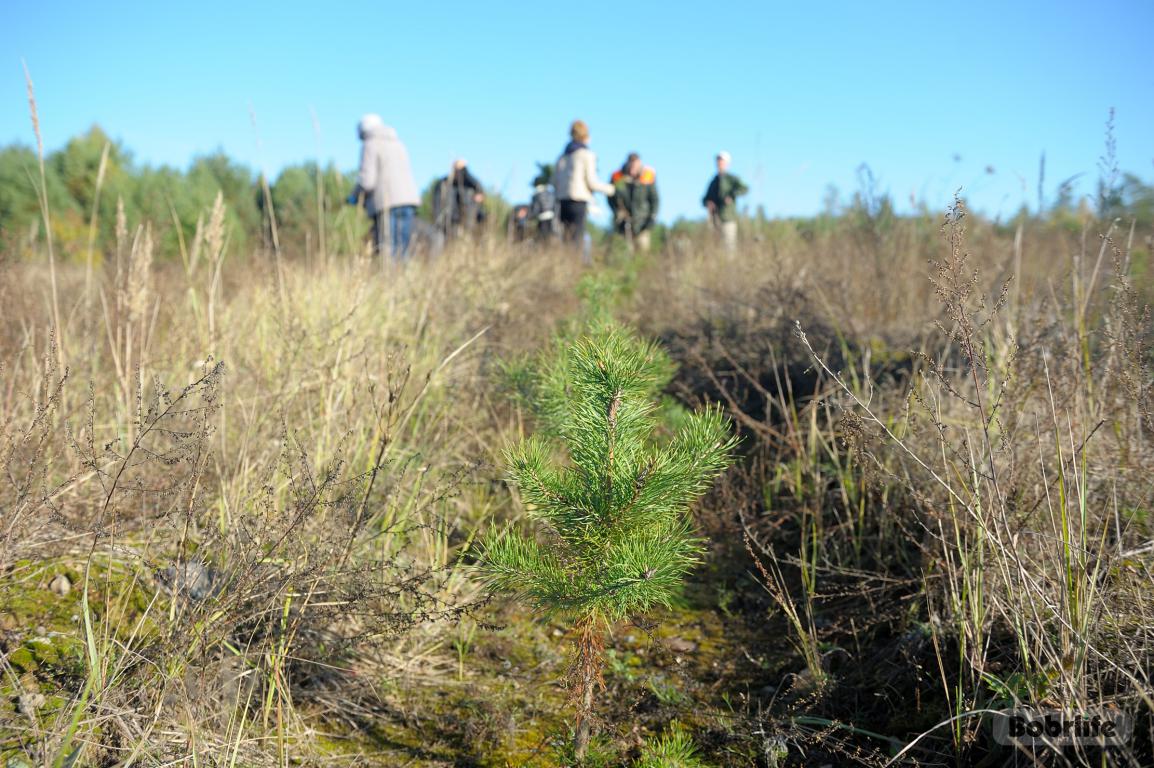 Ограничения на посещение лесов действуют почти на всей территории Беларуси
