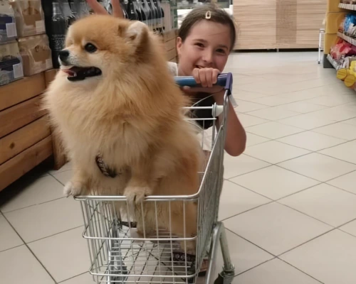 Гроза района в маленьком теле. Бобруйчанка Екатерина рассказала о своем шпице Ричике