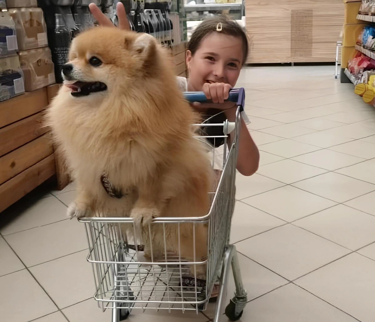 Гроза района в маленьком теле. Бобруйчанка Екатерина рассказала о своем шпице Ричике