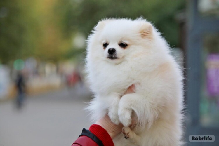 ИМНС информирует. Об уплате налога за владение собаками в 2026 году