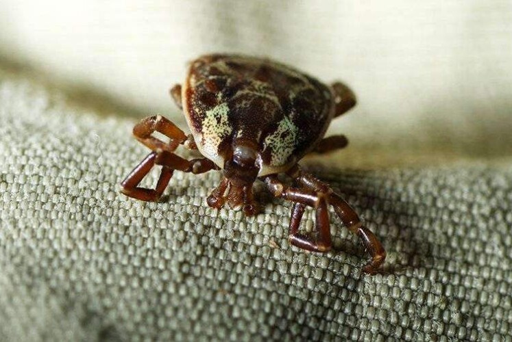 Клещевой энцефалит: как распознать и как защититься. Вот что рассказала врач-эпидемиолог из Бобруйска